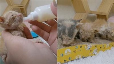 Help the heartbroken kittens who are crying out for their abandoned mother at the landfill.