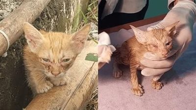 The tiny, adorable kitten trembled in fear, desperately crying out as its loving family fell victim to a vicious assault by two ferocious dogs.