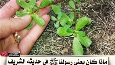 من أكل من هذه البقلة الخپيثة فلا يقربن مسجدنا