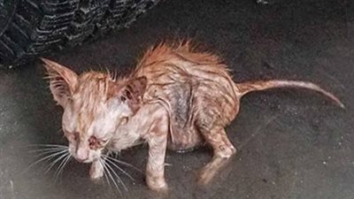 The poor kitten was abandoned in the middle of the cold winter with heavy rains crying for its cruel fate, waiting for someone to save it.