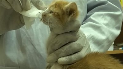 The cat becomes extremely aggressive and traumatized after witnessing the terrible things that happened to its family.
