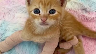 Kittens Guided to the Front Yard by a Cat, One Struggling to Walk Receives Assistance to Explore and Play Alongside His Sibling.