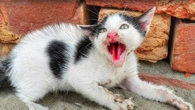 Fortunately, in time to find and rescue the poor cat abandoned by the roadside, the kitten is very scared and hungry, constantly crying to ask for help from everyone