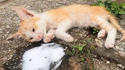 Touching image of poor homeless cat poisoned by the roadside and no longer have the strength to ask for help, luck and miracles have come to them