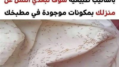 5 أساليب فعّالة لإبقاء النمل بعيداً عن منزلك بدون استخدام المبيدات الحشرية
