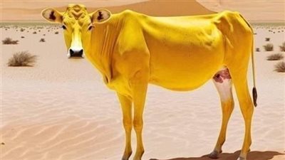 سورة البقرة لماذا سميت بذلك الإسم وما علاقة مواضيع سورة البقرة ببعضها