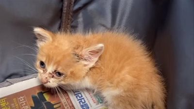 The helpless little kitten was cruelly abandoned at a tender age of just 28 days old.