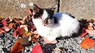 A heart-wrenching scene unfolds as an abandoned kitten bravely assists her blind brother in their struggle for survival on the unforgiving streets.