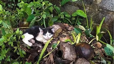 The impoverished cat desperately scavenged for scraps behind the house, its mournful cries echoing as it yearned for the comforting presence of its mother.