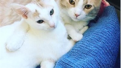 Cat’s Healing Touch: Rescued Feline Provides Support to Fellow Kittens on Their Journey to Recovery at the Veterinary Clinic