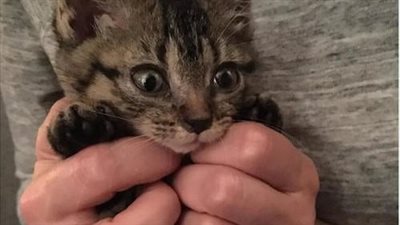 A three-legged cat was rescued from a fence, overcoming adversity and achieving remarkable accomplishments.