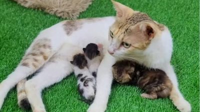 Desperate Struggle: The poor cats lay unconscious and exhausted, on the verge of collapse, experiencing extreme loneliness and pain in the streets