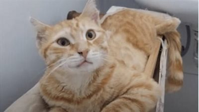 With a battered body and wounds from torture, the little cat desperately cries out for help amidst the garbage dump.