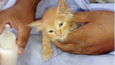 Homeless Kitten Clings to Hope, Awaits Rescuer in Frigid, Muddy Waters