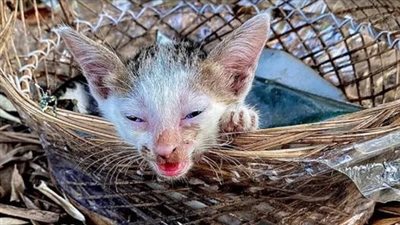 The story of a poor little cat that was abandoned on the street crying for help in pain and desperately begging for help in vain and luckily being discovered and saved.