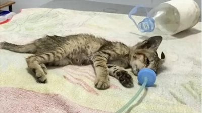 Because there was no money for treatment, the owner released the cat at the front clinic and fortunately the cat was discovered and treated in time to escape the danger.