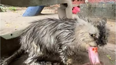 Heavy Rain forced Mother Cat to carry her kittens out into the street but no one opened the door for them!