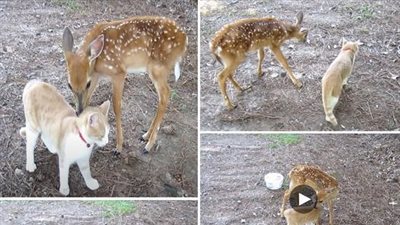 A fearless feline forges a heartwarming friendship with a rescued wild deer, creating an enchantinbond.
