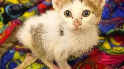 Enduring the hardships of street life, a stray cat persisted until finally, someone answered his plea for help, offering much-needed assistance.