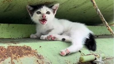 Witness the heart-wrenching sight of an adorable kitten, lost in despair, unable to escape from a trash bin.