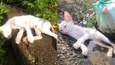 The drowning kitten has no hope of living but fortunately a miracle has come to him during this helpless time.