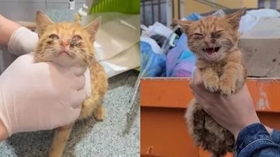 A kind woman has helped save a poor abandoned cat, crying weakly in despair by the stinking trash can.