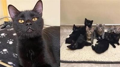 After months of longing, this deserving feline has finally found the love and family she yearned for, filling her heart with pure elation and satisfaction.
