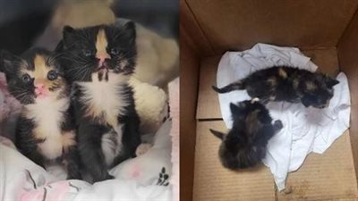 Delighted by the discovery, the kittens reveled in the newfound nourishment and the warm shelter they received after being found in a box outside the store.