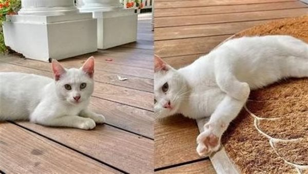موقع أيام نيوز