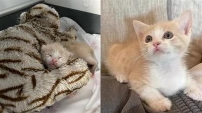 With a heavy heart, a tiny kitten was abandoned inside an empty house. But destiny intervened, and a loving couple came to its aid, bringing joy and companionship to the lonely kitten’s existence.