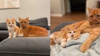 A woman’s heart swelled with happiness as she witnessed her foster kitten snuggled up to an outdoor cat, a testament to the unexpected beauty of companionship.