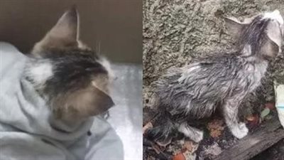 Rescue a crying abandoned kitten looking for help and good luck finding a new family.