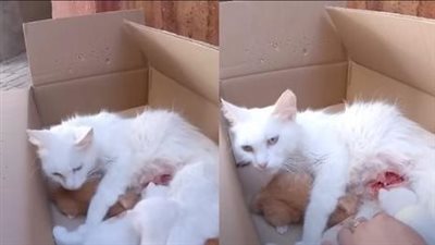 “Cat’s Unwavering Love: Despite Injuries, She Cares for Her Kittens and Endures Pain to Provide Last Drop of Milk”