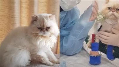 “Adventurous Feline Conquers Owner’s Challenges: A Tale of Impressive Feats!”