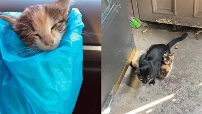 The mother cat appeared immensely joyful when she and her only kitten were liberated from the hardships of street life.