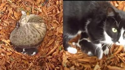 The stray cat gracefully delivers her kittens beneath the shelter of a steadfast tree, introducing new life to the majestic outdoors.