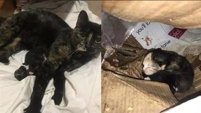 A pregnant cat, abandoned after her job, was found in a box with her hours-old kitten. Sadly, one of the litter was discovered dead nearby.