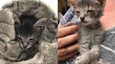 Sad Kitten With Special Рaws Walks Up To Woman And Аsks For Нelp