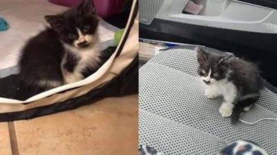A helpless kitten was rescued from the sidewalk, where it lay motionless.