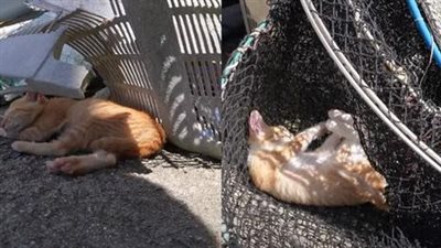 When kittens lose their mother, they have to fend for themselves to survive.