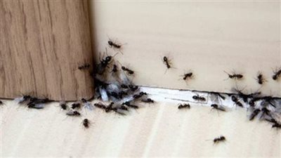 أسباب وجود النمل بكثرة رغم نظافته في البيت يدل على الخير أم الشړ
