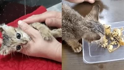 The cat finds a way out using the doorknob in a cute and adorable way translated into english