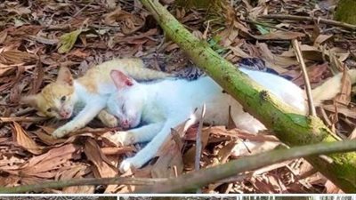 “Urgent Rescue Needed: Two Cats Trapped Under a Fallen Tree in a Desolate Hill”