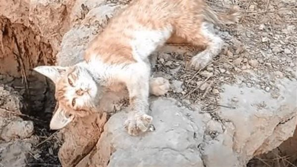 موقع أيام نيوز