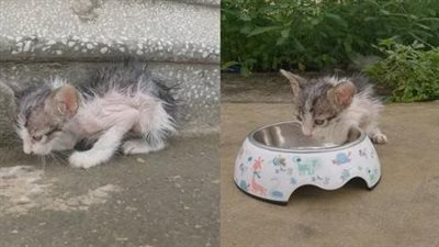 Poor skinny cat lying shivering, crying non-stop because she was left in hunger and fear, sincerely hoping that a miracle will happen to her.