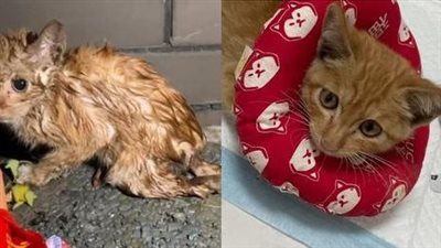 The cat with a cruel fate was thrown into the bushes in a small tree with severely injured legs that can’t move, only helpless to pray, looks so pitiful