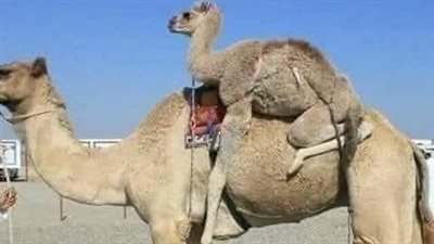 القعود الجمل