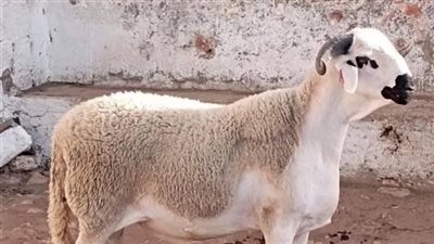 اخت جوزي