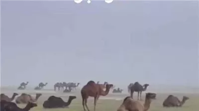 لماذا تبرك الإبل ارضا عند سقـوط المطر