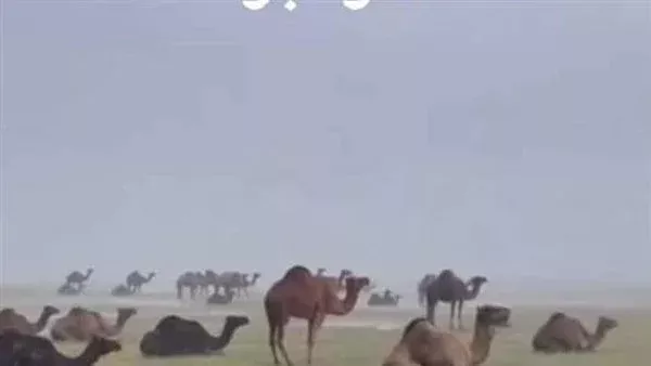 موقع أيام نيوز